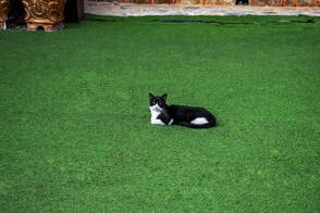 artificial grass installed for pet as play ground